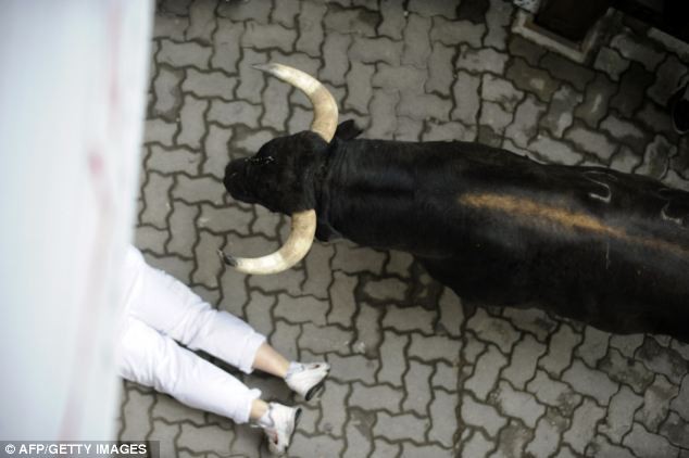 Những con bò tót hùng hổ có thể đả thương những người tham dự lễ hội